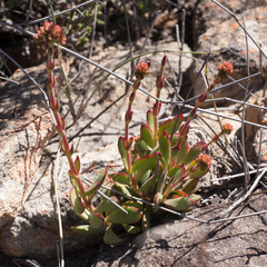 Crassula atropurpurea