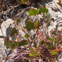 Pelargonium setulosum