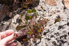 Pelargonium setulosum