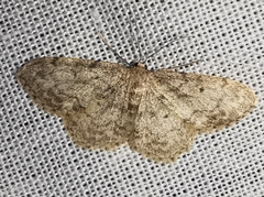 Idaea libycata