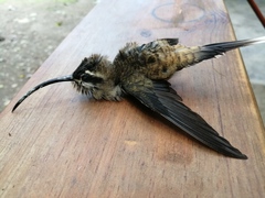 Phaethornis longirostris