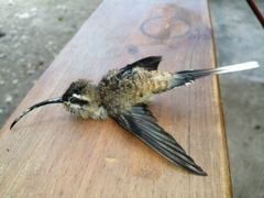 Phaethornis longirostris