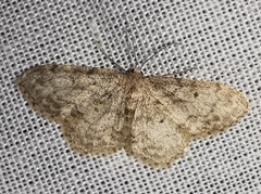 Idaea libycata