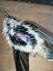 Phaethornis longirostris