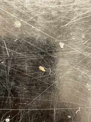Macrosiphum euphorbiae