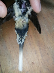 Phaethornis longirostris