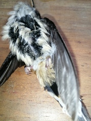 Phaethornis longirostris