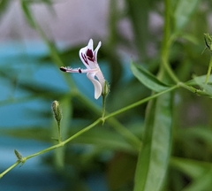 Andrographis paniculata