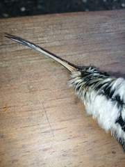 Phaethornis longirostris