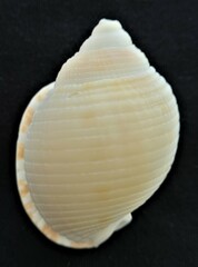 Semicassis granulata