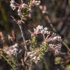 Erica perlata