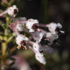 Erica perlata