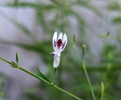 Andrographis paniculata