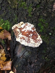 Trichoderma pulvinatum