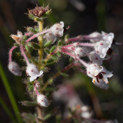 Erica perlata
