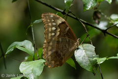 Morpho