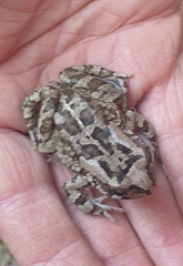 Sclerophrys capensis