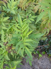 Sambucus ebulus