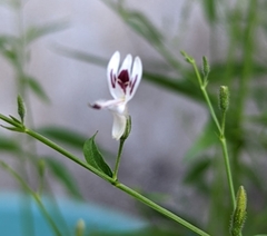 Andrographis paniculata