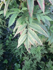 Sambucus ebulus