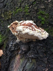 Trichoderma pulvinatum