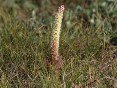 Orostachys malacophylla
