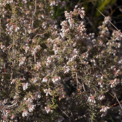 Erica perlata