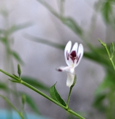 Andrographis paniculata