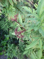 Sambucus ebulus