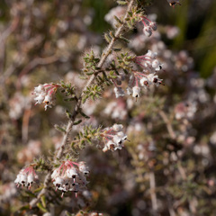Erica perlata