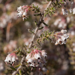 Erica perlata