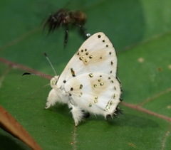 Anteros chrysoprasta