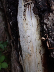 Mycocalicium