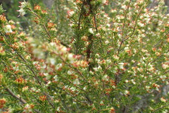 Erica glumiflora