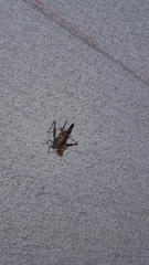 Spharagemon cristatum