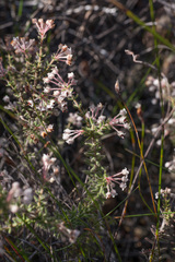 Erica perlata