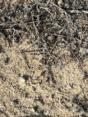 Pogonomyrmex californicus