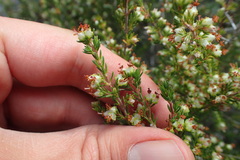 Erica glumiflora