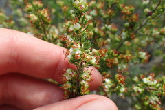 Erica glumiflora
