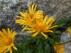 Doronicum