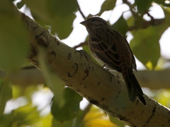 Emberiza leucocephalos