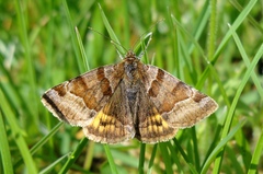 Euclidia glyphica