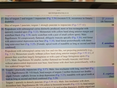 Euodynerus annulatus