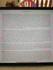 Euodynerus annulatus