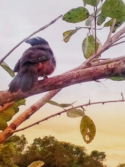 Saltator grandis