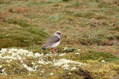 Vanellus resplendens