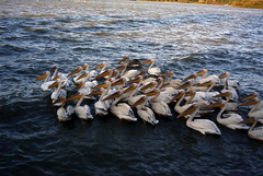 Pelecanus onocrotalus