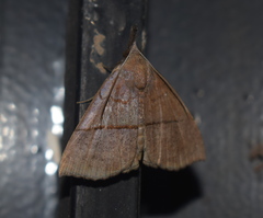 Hypena iconicalis