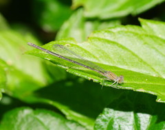 Pseudagrion cingillum