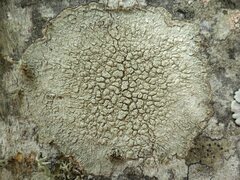 Pertusaria pertusa